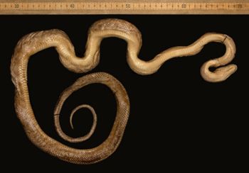 Media type: image;   Herpetology R-9600